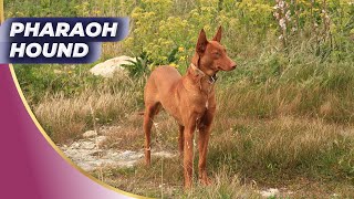 Pharaoh Hound  One Of The Most Expensive Dogs #shorts_videoes