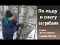 По льду и снегу за грибами.. Дневник грибника 7 декабря 2018 г.