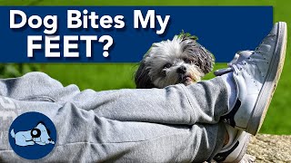 My Dog Bites My Feet When I Walk, Why?