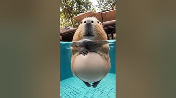Capybaras love swimming in pools. #capybara #cute #animal #animals #cuteanimals #ai