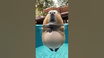 Thumbnail of Capybaras love swimming in pools. #capybara #cute #animal #animals #cuteanimals #ai