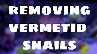 How to remove Vermetid Snails !!!!