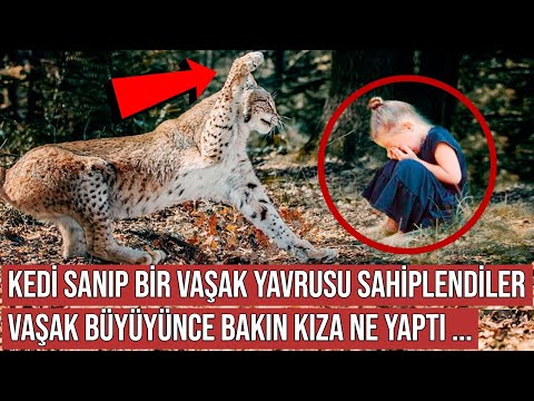 Video: Kurtarılan Köpek, Bir Anne Kedisini ve Yavrularını Kurtarırken Kurtarıcı Olur