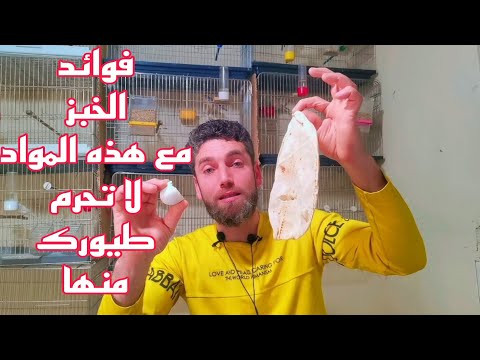 فوائد الخبز العظيمة للطيور ولكن كيف أقدمه لطيوري احذر