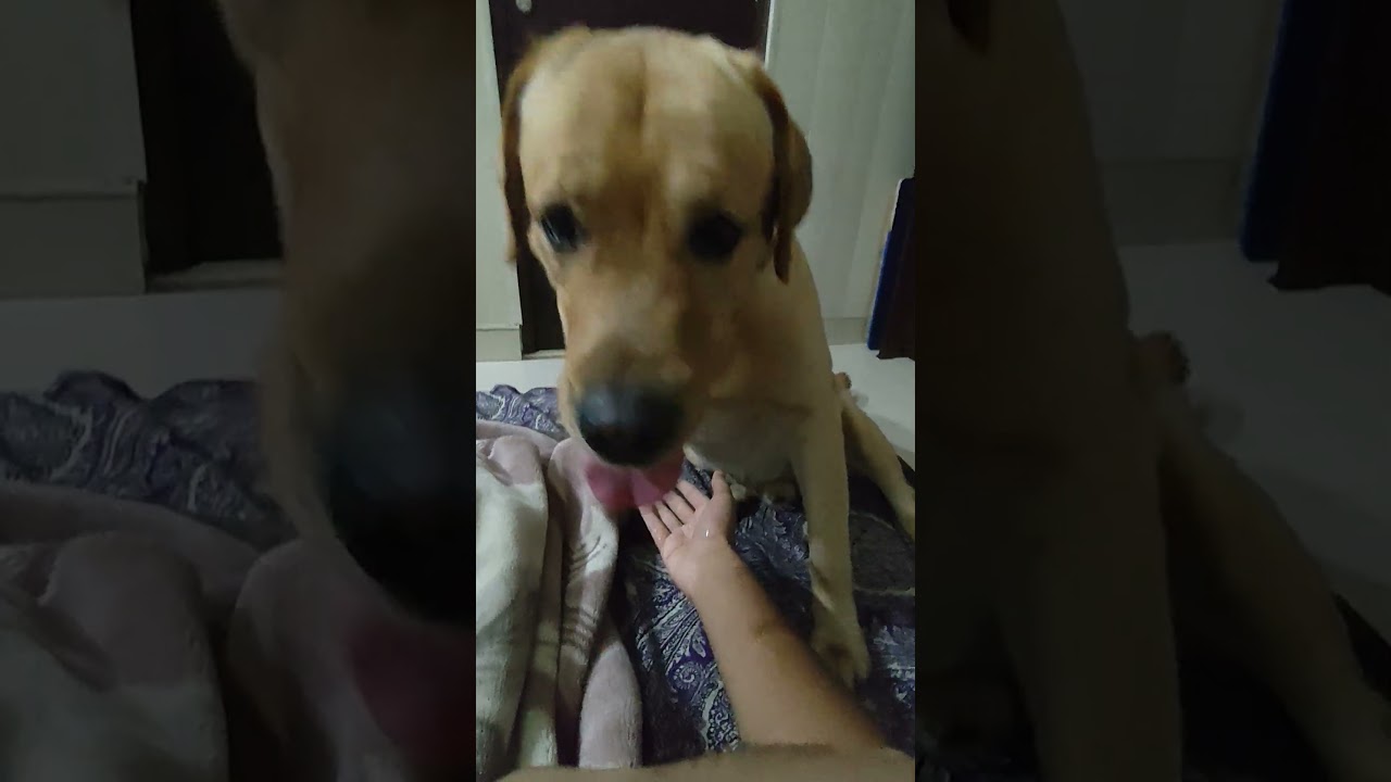 Sare dog lover like karo 