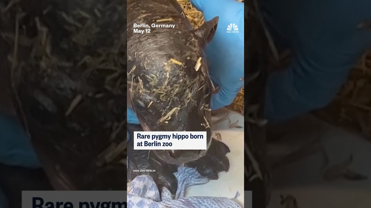 Rare pygmy hippo born at Berlin zoo Rare pygmy hippo born at Berlin zoo