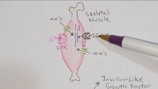 Endocrinology: Growth Hormone and IGF-1