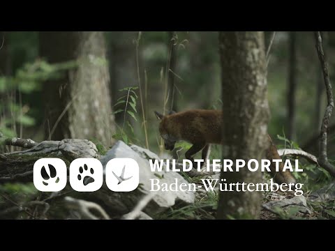 Wildtierportal Baden-Württemberg