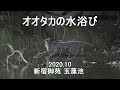 オオタカの水浴び　2020.10　新宿御苑　4K