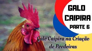 Galo Caipira Na Criação De Galinhas Poedeiras