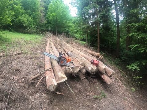 Kôrovec v prebierke