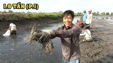 BẮT TÔM MIỀN TÂY CHƯA BAO GIỜ THẤY NHIỀU VÀ TÔM TO NHƯ Ở ĐÂY/CATCH SHRIMP NGÃ NĂM TV