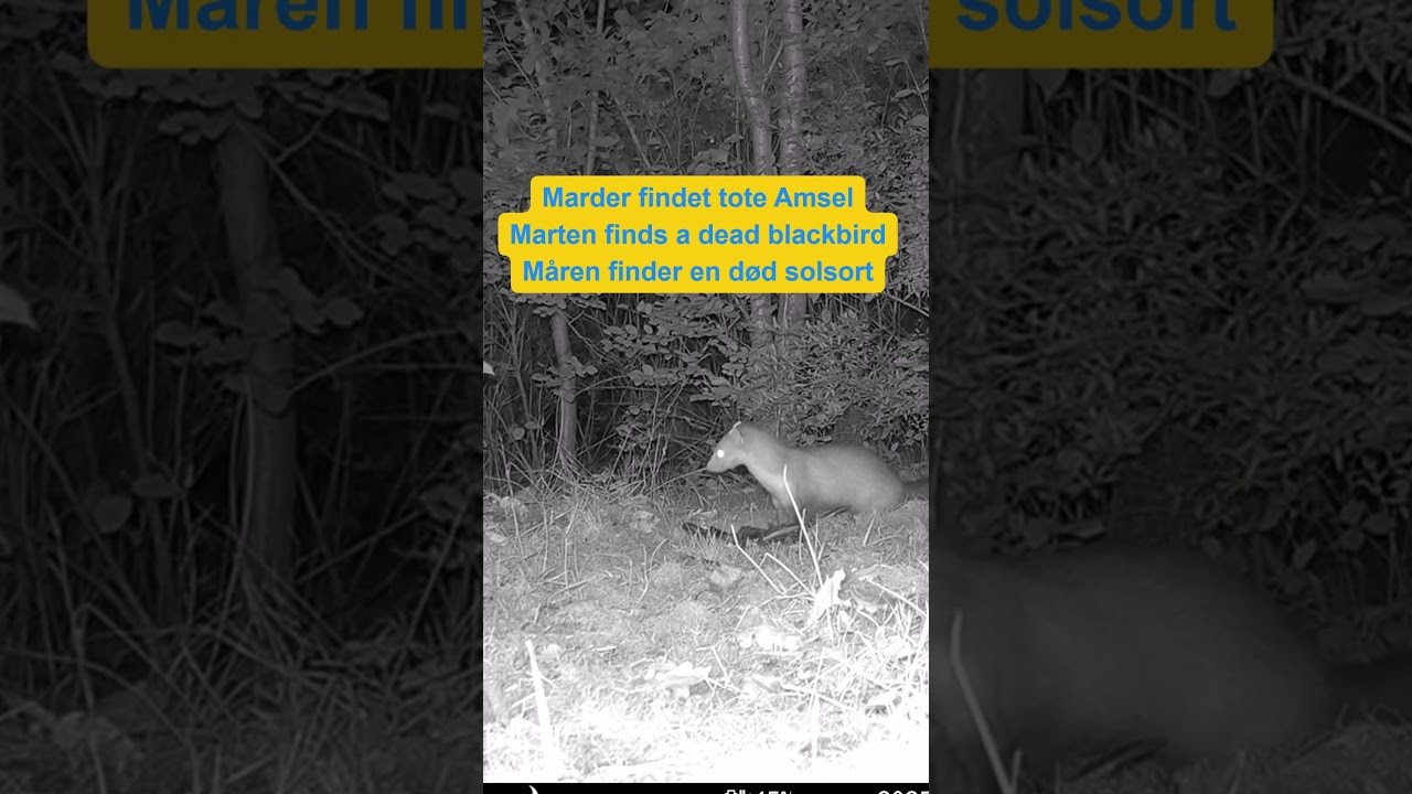 Marder holt tote Amsel - Marten takes a dead blackbird - Måren tager en død solsort