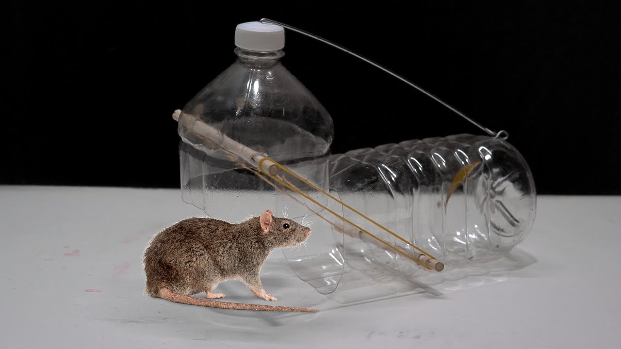 mouse trap \ electric mousetrap \ water mouse trap \ Make a mouse trap with  a plastic box 