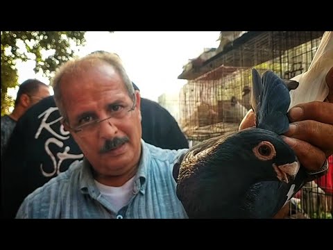 إيه الأسعار دى من غير كلام نوبل فى أسعار الحمام 01001044693