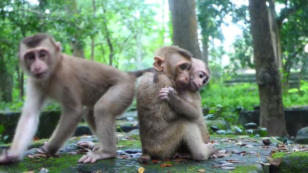 Savana Team names male is Alex male Angela small and Abby bigger sister they all in Savana Team