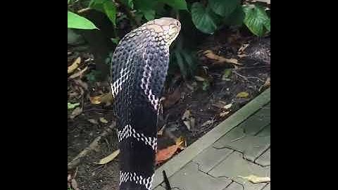 a dance snake for man #cobra #man #snake #dance #short #viral #trend
