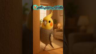 بازیگوشی و شیطنت عروس هلندی! 😂🐥Cockatiel Being Silly and Curious! 😂🐦 #birds #طوطی #parrot