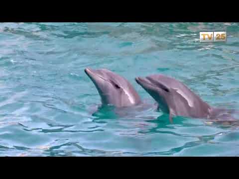 TV 25: დელფინთან ასოცირდება ბათუმი, დელფინარიუმი კი ქალაქს, წლებია ამშვენებს.