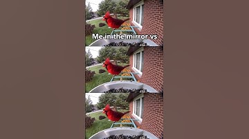 me in the mirror vs reality🥲 #cardinals  #bird #birdfeeder #birdwatching #funny #caughtonbirdfy