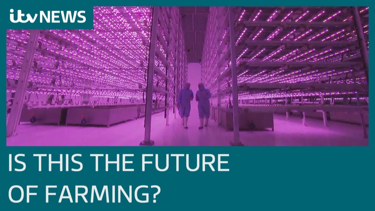 itv news readers Is this the crop farm of the future? | ITV News