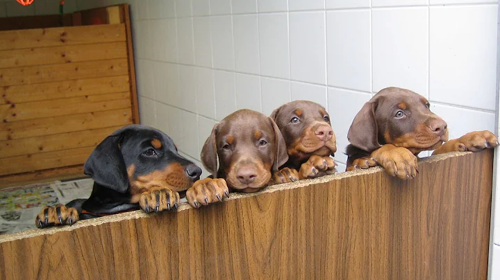 Doberman Pinscher Potty Training - Free Mini Course