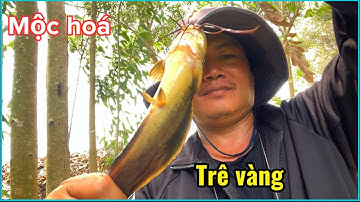 Câu cá thiên nhiên bình phong thạnh-mệt mà giật được cá trê vàng là khoái rồi,cá rô cũng ngon.