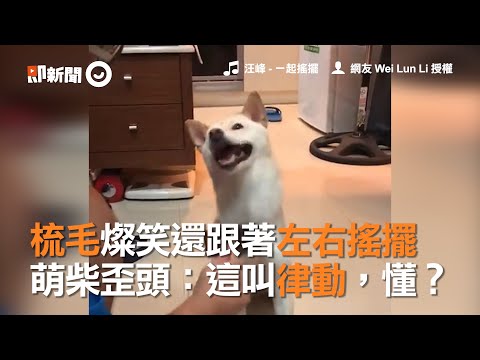 梳毛燦笑還跟著左右搖擺　萌柴歪頭：這叫律動，懂？