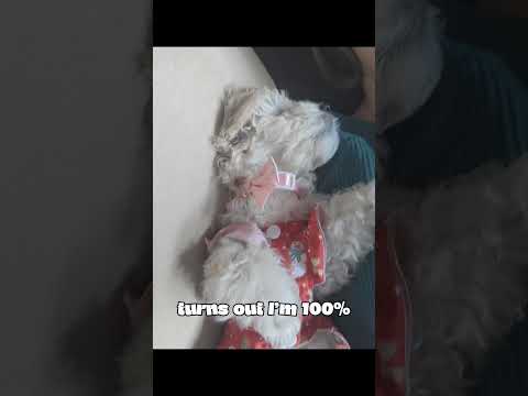 #puppy #cuteanimal #babygirl