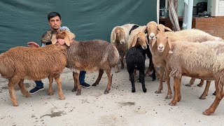 Фарғона қўқон 🔥  Арашан Она бола қўй нархлари