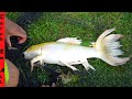 CATCHING KOI FISH in BACKYARD POND!