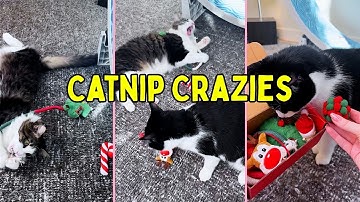 Cats try adorable catnip Christmas cat toys! 🎄