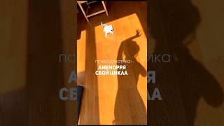 Сбой цикла. Аменорея #психосоматика #гнм #психология #shortsvideo