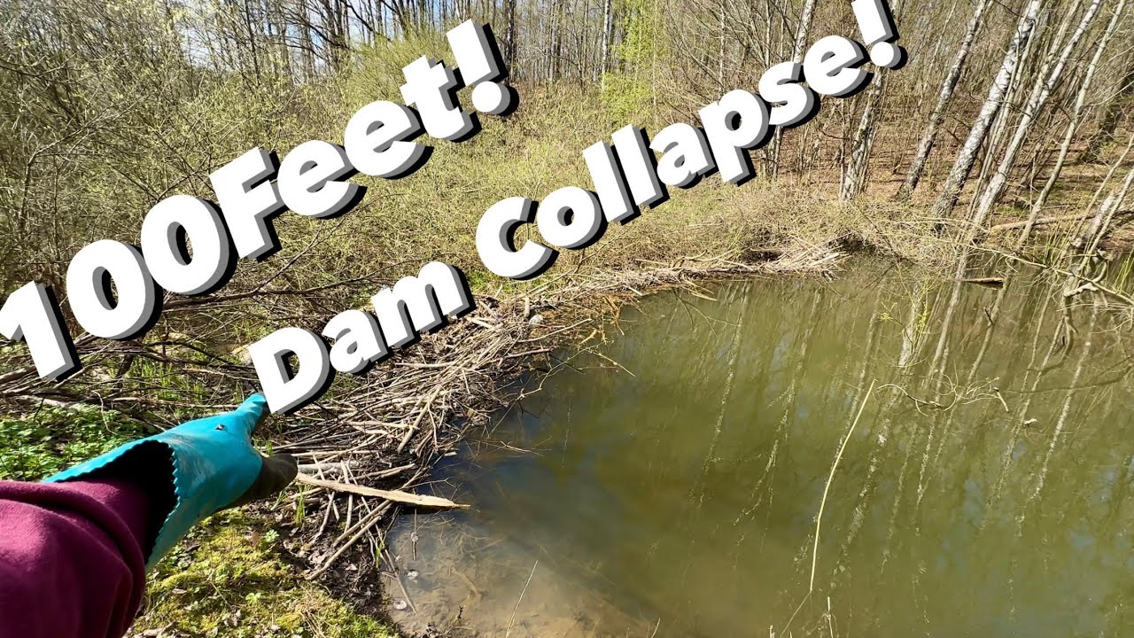 Insane Beaver Dam Removal!