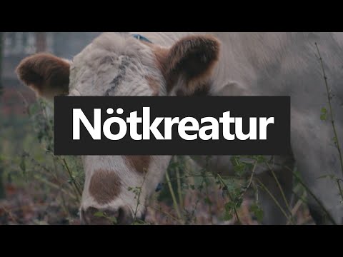 Video: Sällskapsdjurskarusell Svinöron, Nötkreatur återkallas