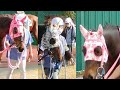 【パカパカ動画】一般道を競走馬が行くよ、可愛い姿に可愛い足音【浦和競馬場】【Horse footsteps】