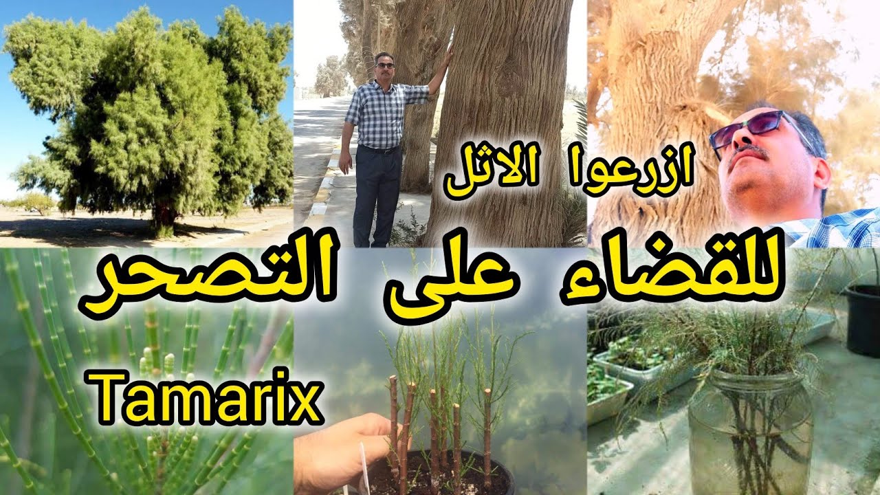شجرة الاثل Tamarix aphylla  ازرعوها  للقضاء على التصحر يمكنها انقاذ العراق والدول العربية من التصحر
