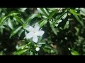 Crape Jasmine Plant | Beautiful Pinwheel Flowers &amp; Amazing Facts