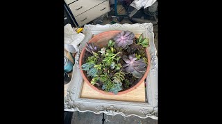 Live glazing with Wise Owl/ living Succulent Vintage Frame wall decor