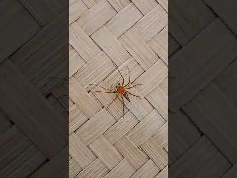 Video: Adakah labah-labah s alticidae menggigit?
