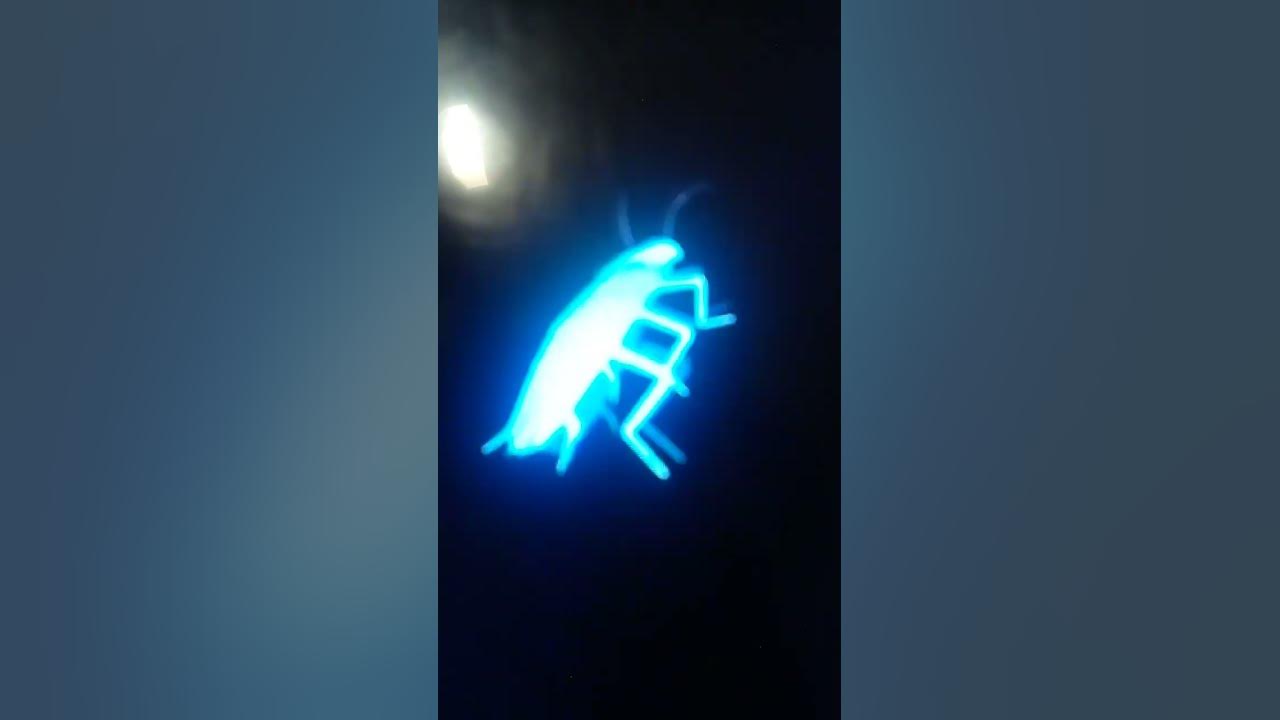 Rainbow cockroach spinning youtube
