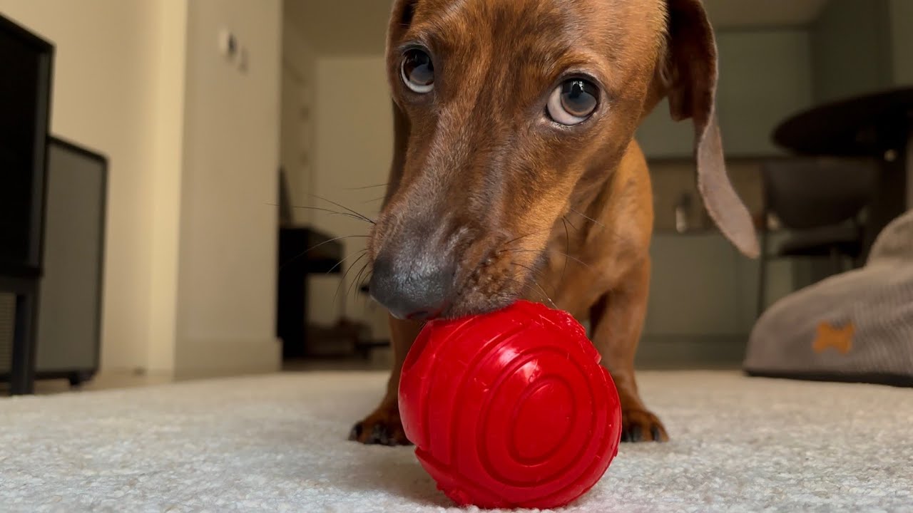 The world from a mini dachshund's perspective! - YouTube