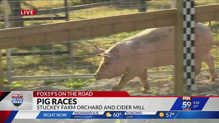 Pig races at Stuckey Farm