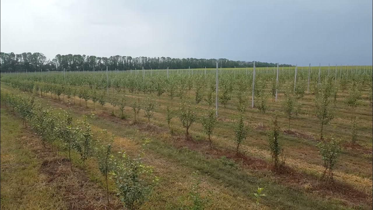 Корочанский питомник саженцы