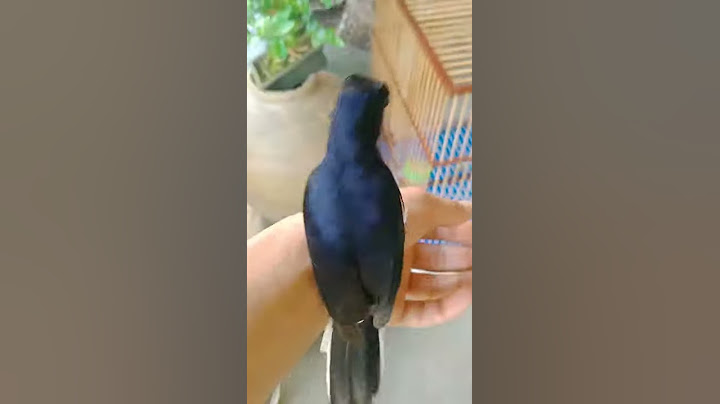 Hướng dẫn nuôi chích chòe lửa sinh sản