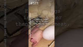 Think No Animals Die for Eggs? Think Again. 💔🐔