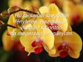 Pásztor Piroska: Kecses orchideaág