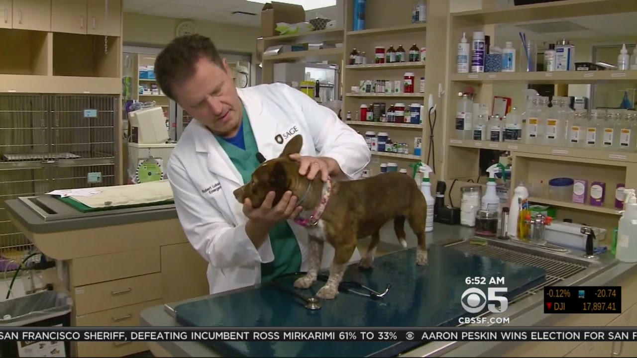 Woman Warns Pet Owners Of 'Silent Killer' Lurking In Homes That Killed Her Dog - iHeartDogs.com