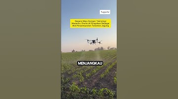 Penyemprotan jagung dengan menggunakan Drone#shortvideo #drone #short