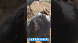 Did You Know That A Puppy Brush Works On A Baby Goat Too. Look At Stew's Eyes!